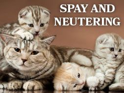 Spay and Neutering - All About Cats Veterinary Hospital | Kirkland WA 98033