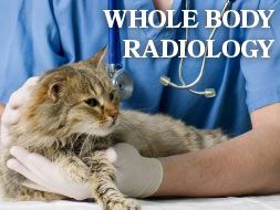 Whole Body Radiology - All About Cats Veterinary Hospital | Kirkland WA 98033