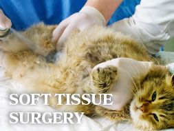 Soft Tissue Surgery - All About Cats Veterinary Hospital | Kirkland WA 98033