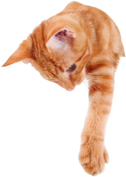 Buttons, Orange Tabby - All About Cats Veterinary Hospital | Kirkland WA 98033