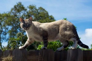 cat-walking-on-fence-for-farel-care-seattle-farel-cats-program-in-seattle-blog