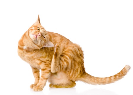 Orange Tabby licking self | All About Cats Veterinary Hospital in Kirkland Wa