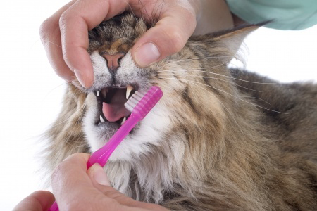 Cat Getting Teeth Brushed and Cleaned | All About Cats Veterinary Hospital in Kirkland Wa