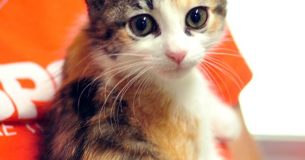 Prevention of Cruelty to Animals Month | All About Cats