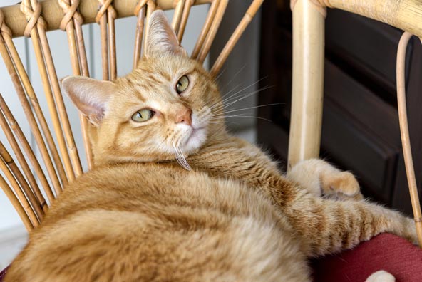 cat on wooden rocking chair