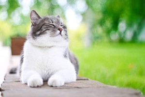 White and Gray Cat Sitting in Yard | September is Happy Cat Month! | Redmond Cat Veterinarian