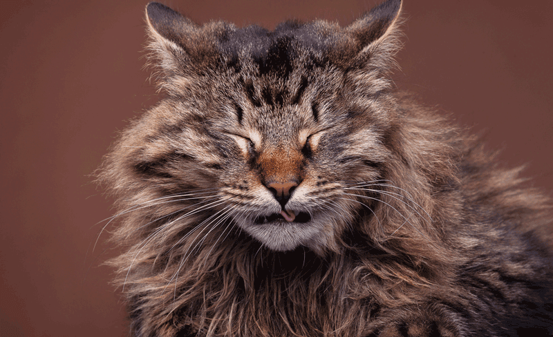 Sneezing-cat