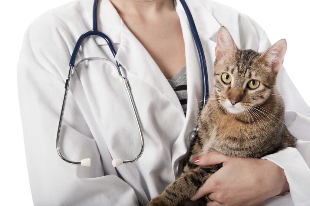 cat-and-vet