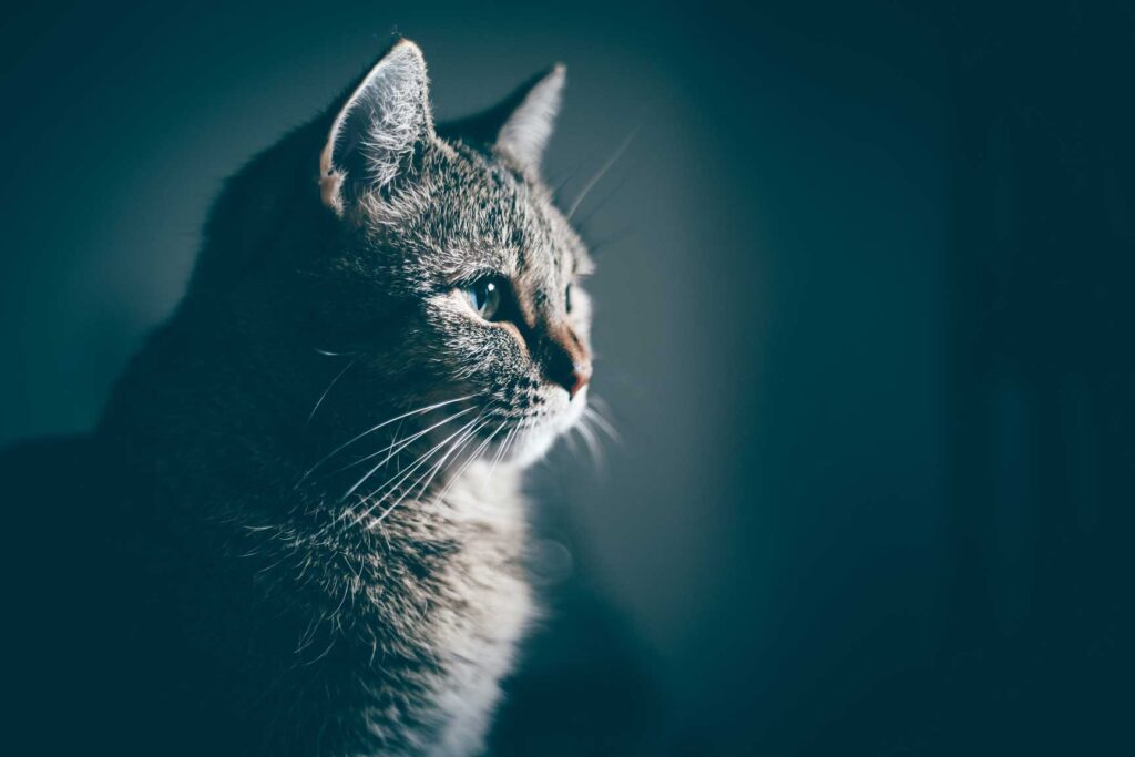 dark-grey-cat