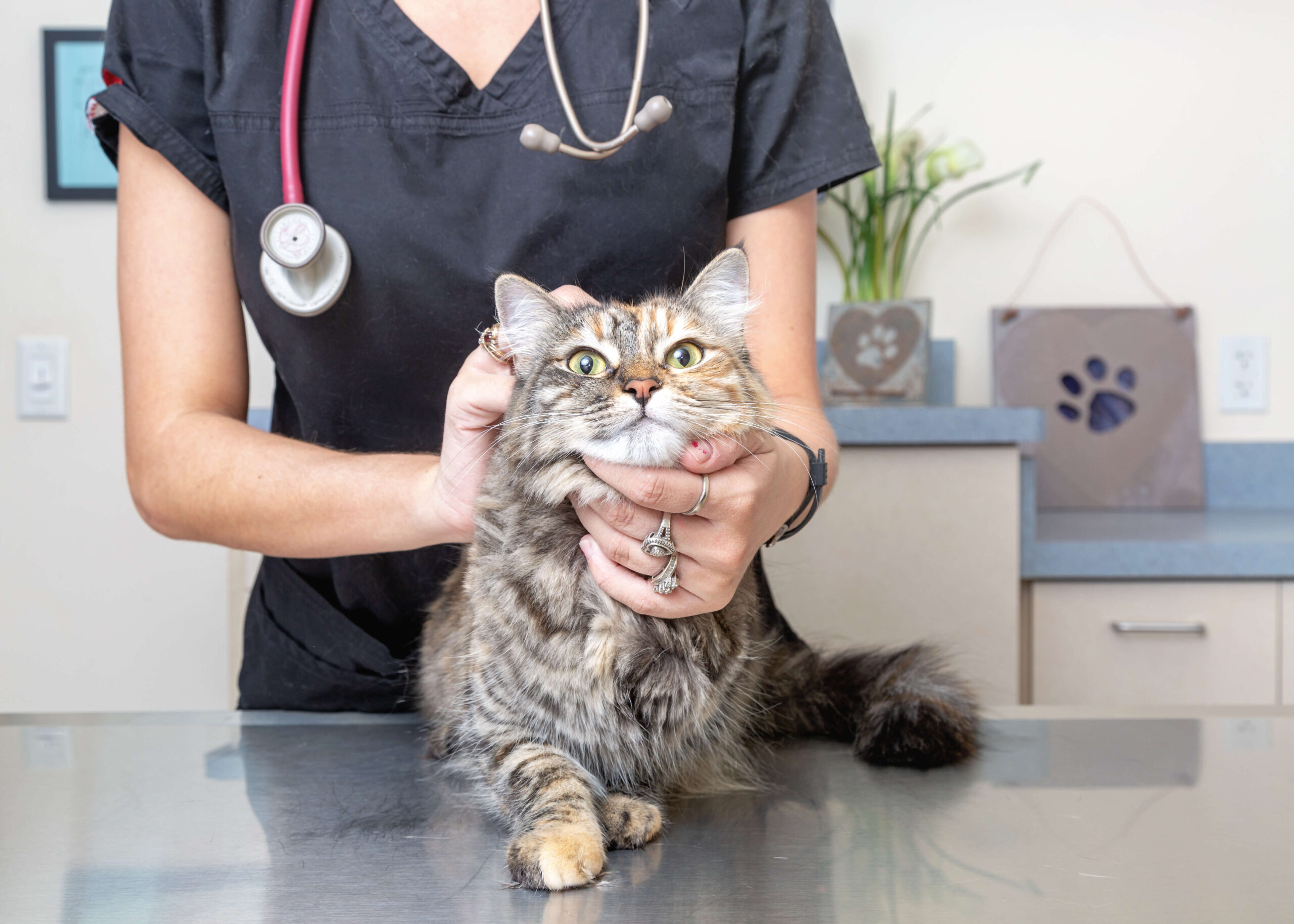 Top-Reasons-to-Visit-a-Cat-Friendly-Practice