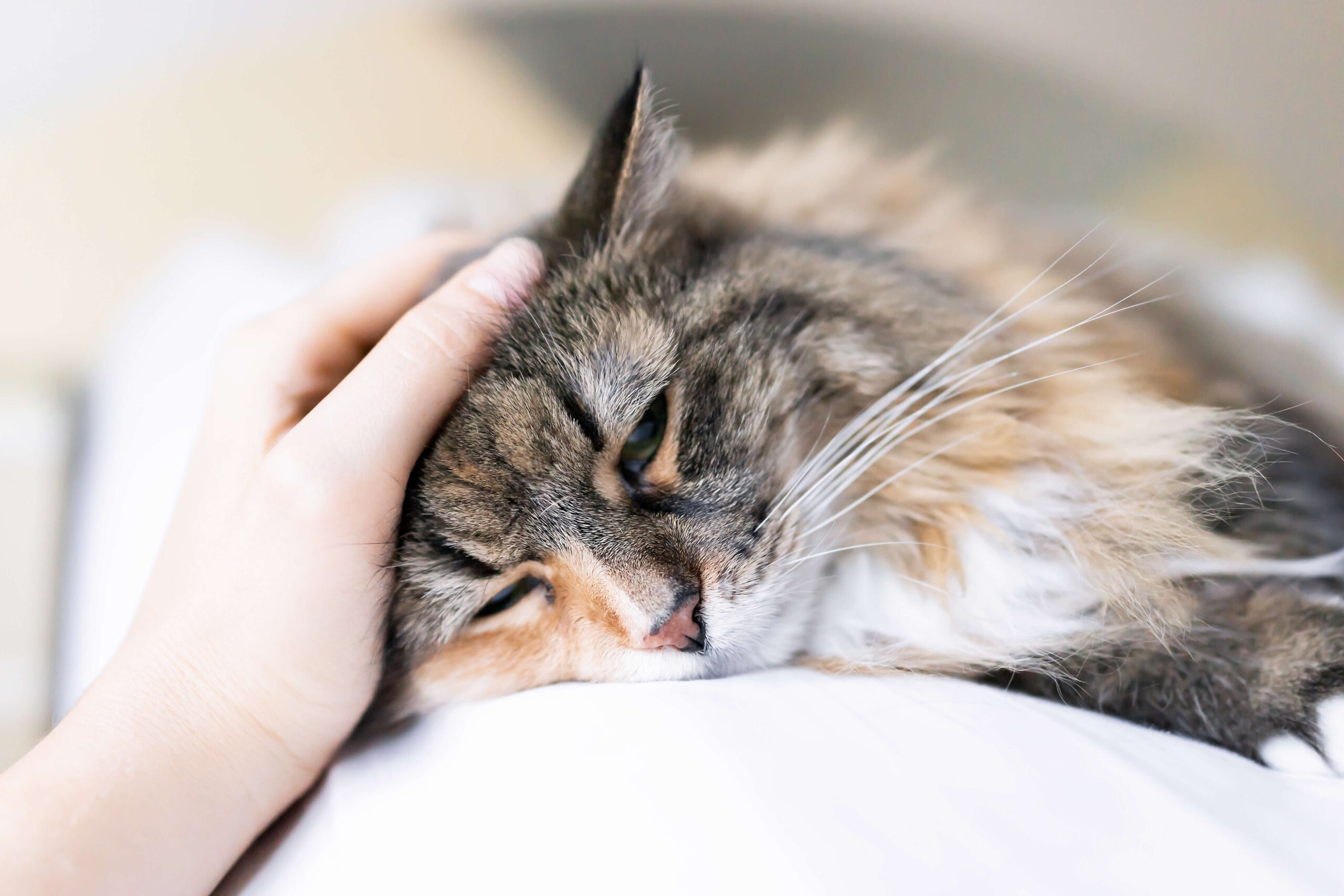 Signs-Your-Cat-Is-in-Pain-