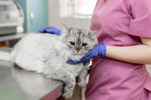 Cat Veterinarian Tech