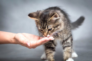 How Often and How Much Should I Feed my Kitten?