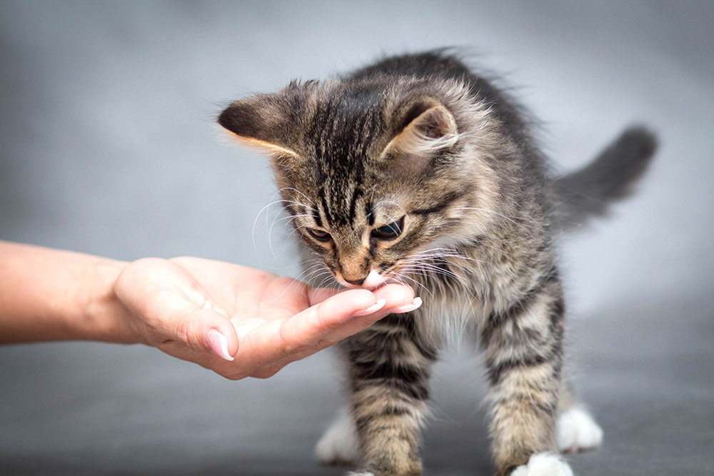 How Often and How Much Should I Feed my Kitten? - All About Cats