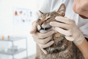 5 Common Oral Problems Found In Felines