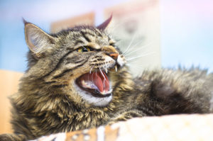 Tips For Dealing With An Aggressive Cat
