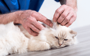 Skin Lumps in Cats - What to Look For