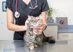 The Importance of Taking Your Cat to Your Vet