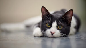 What You Need to Know About Hyperthyroidism in Cats