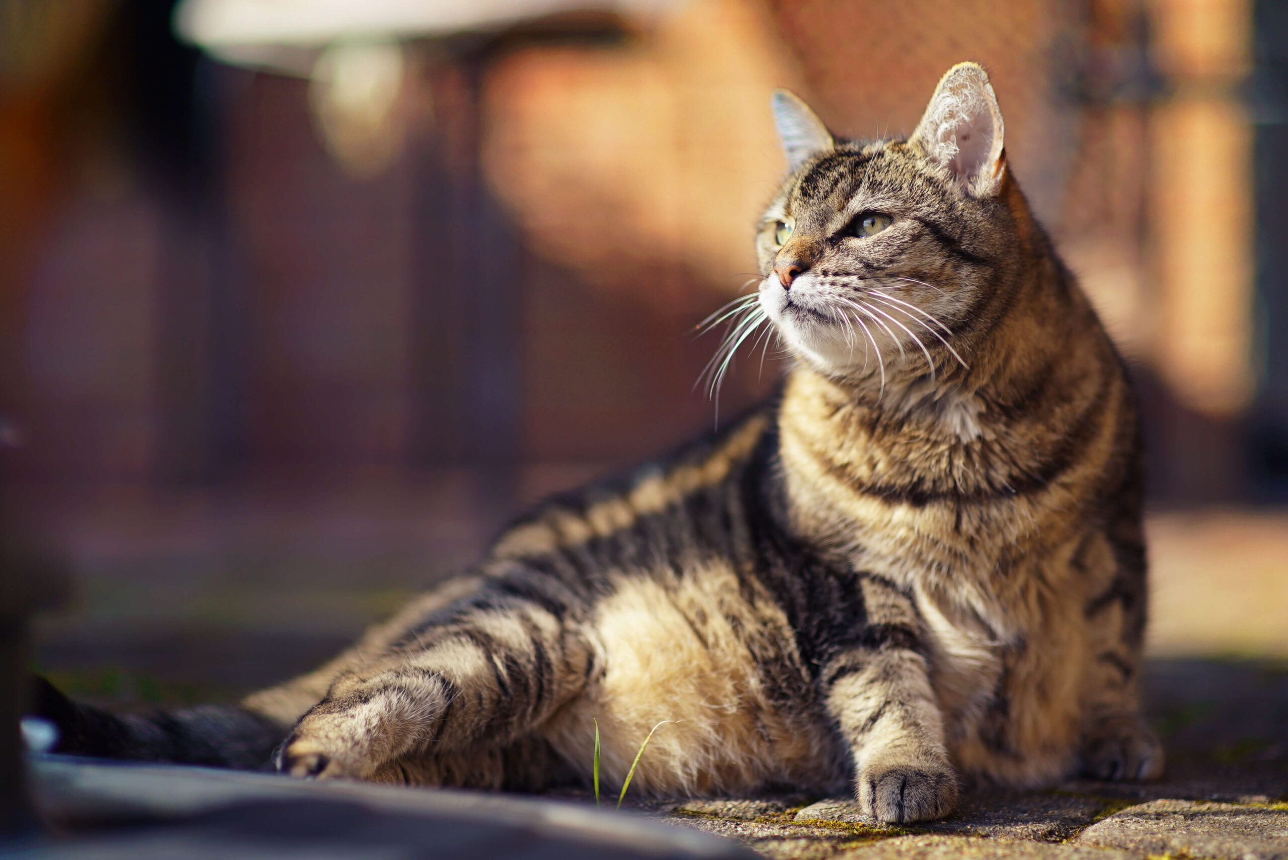 Senior-Cat-Behaviors-and-Symptoms