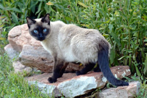 5 Fascinating Facts About Siamese Cats