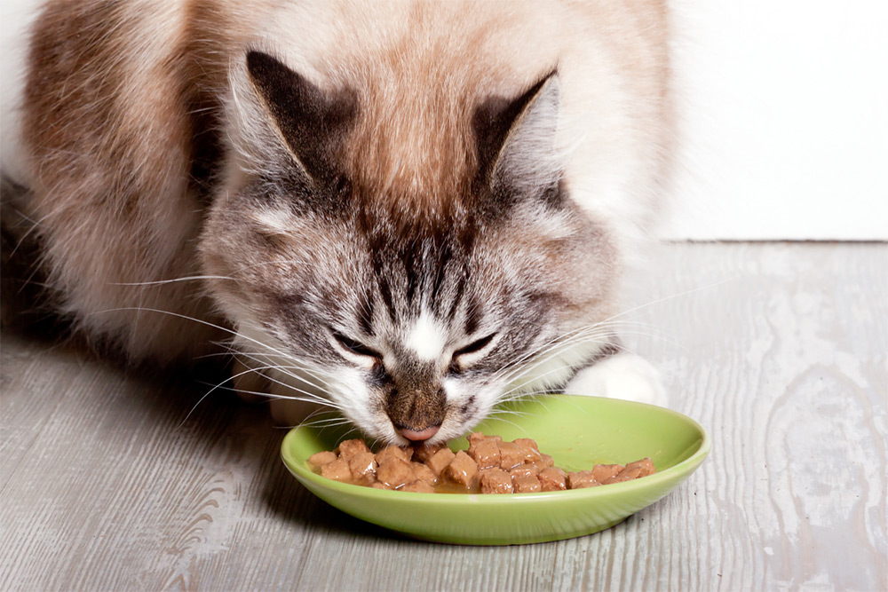 Is it Time To Switch My Feline’s Food?