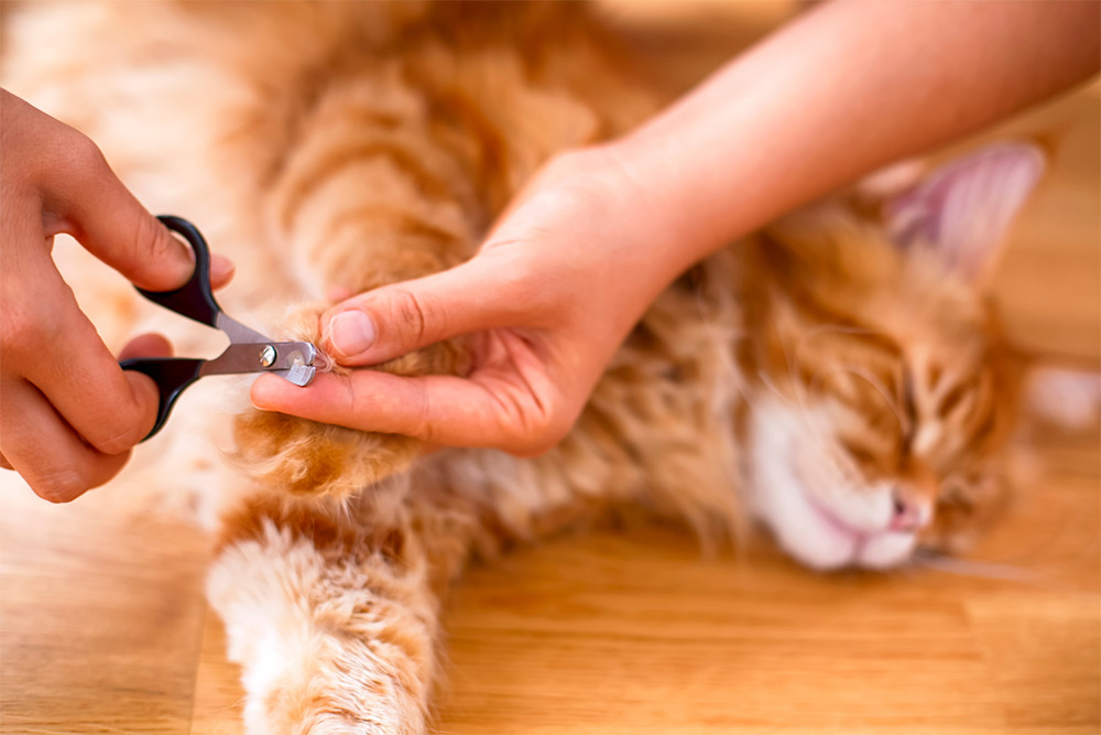 Kitty Claw Control: How and When to Cut Your Cat’s Nails