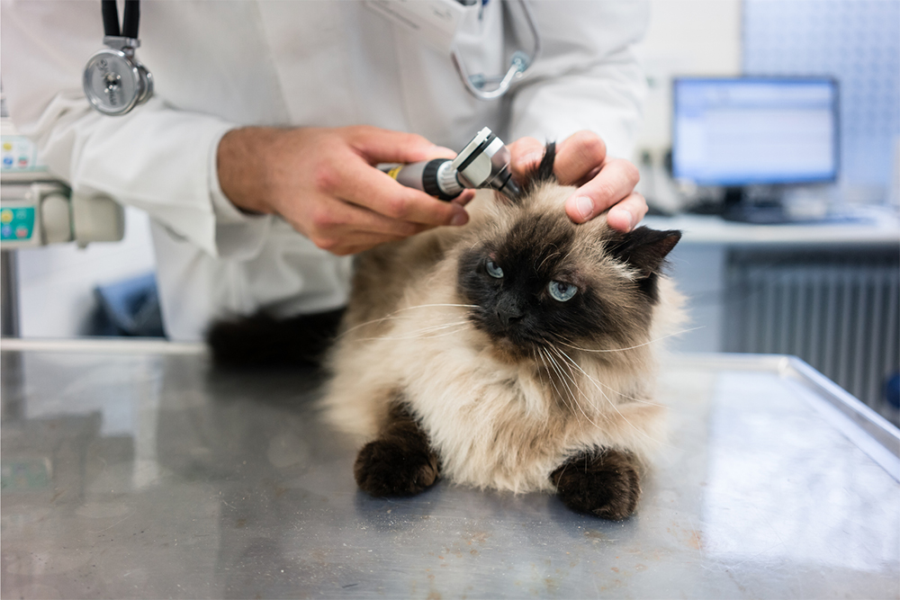 Taking Your Cat to the Vet: How to Make It a Stress-Free Experience