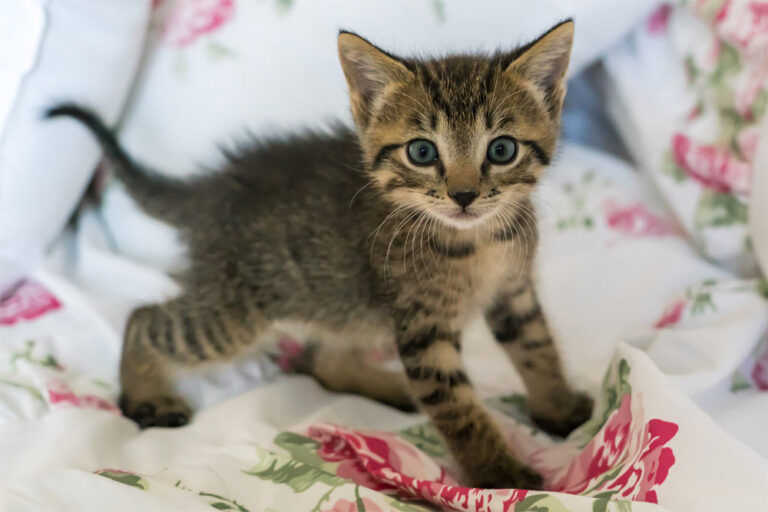 Training Tips for New Kitten Owners All About Cats