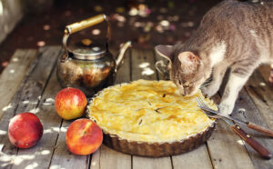 5 Thanksgiving Foods That Are Toxic to Cats