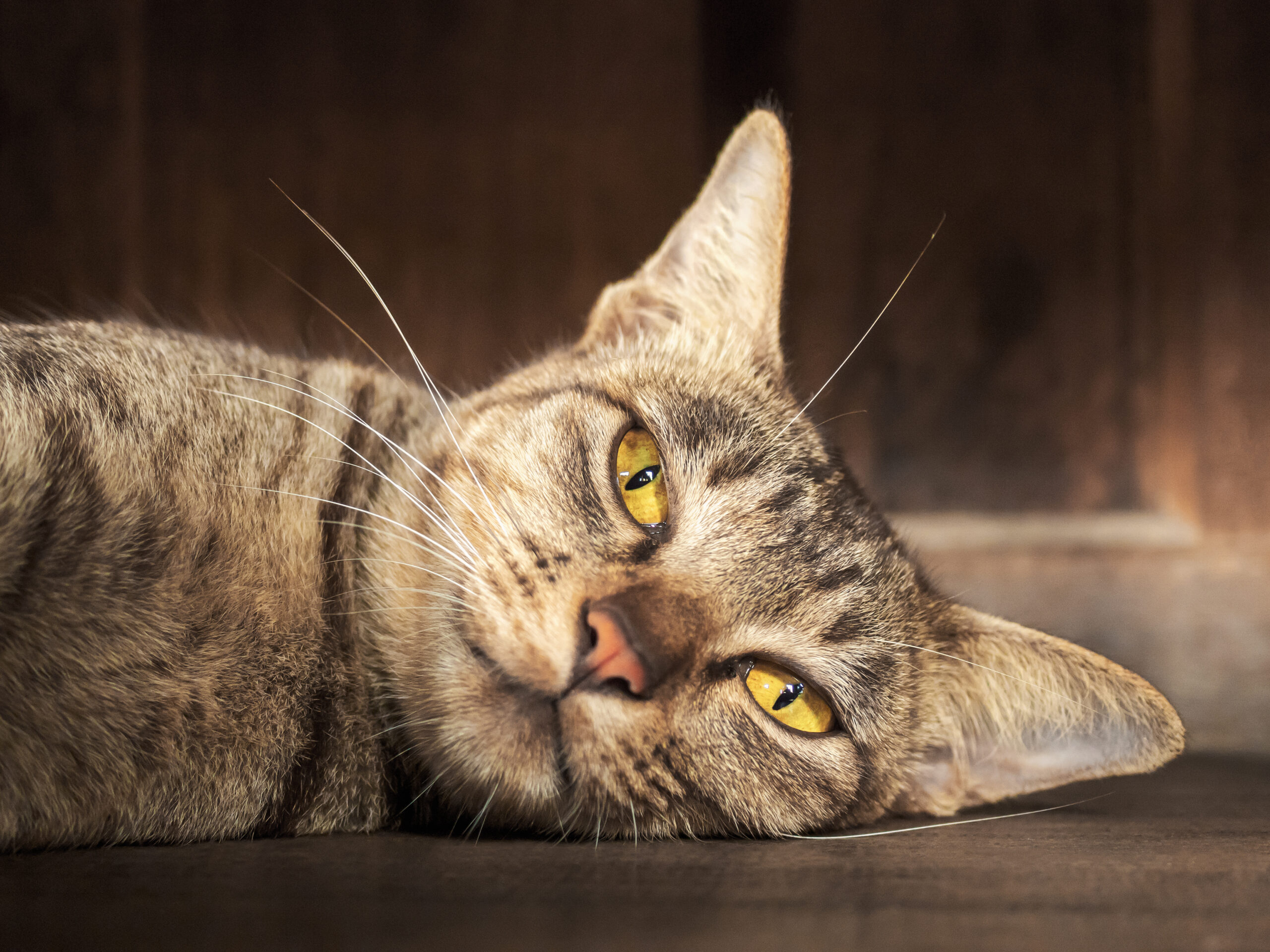 8 Common Household Products Dangerous to Cats