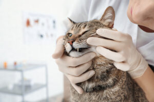 How Do I Know if My Cat Needs Dental Surgery?