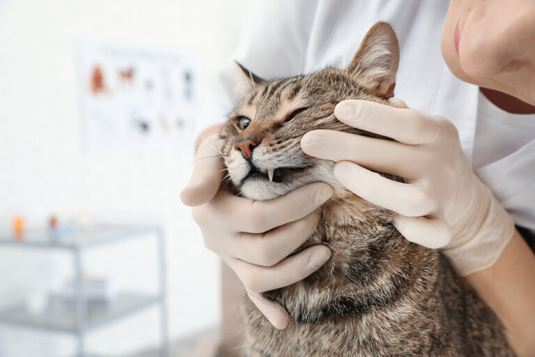 How Do I Know if My Cat Needs Dental Surgery? All About Cats