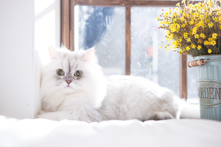 I. Introduction to Persian Cats