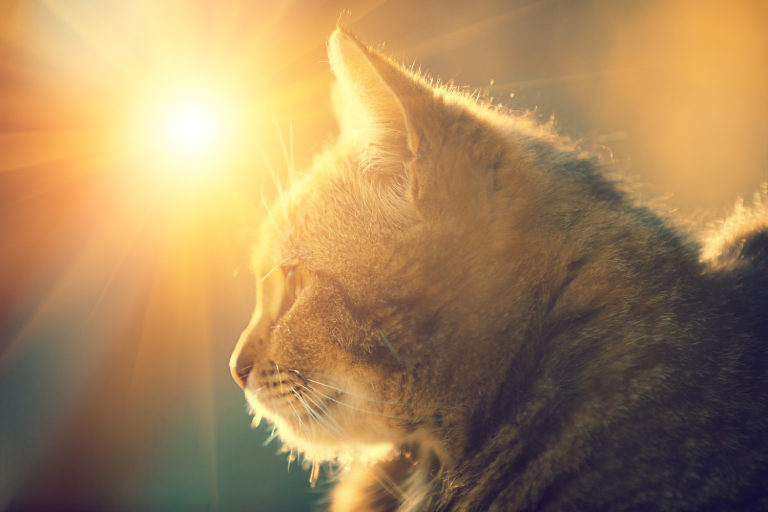 Ways to Keep Your Cat Safe and Cool This Summer