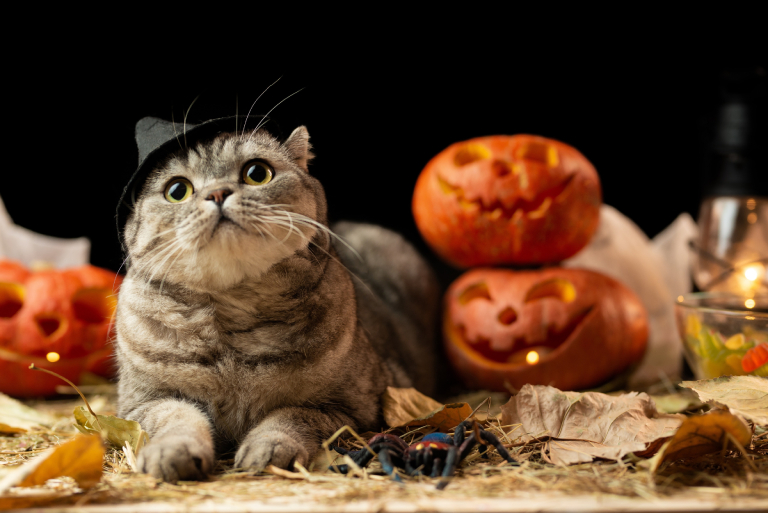 10 Halloween Safety Tips for Cat Owners