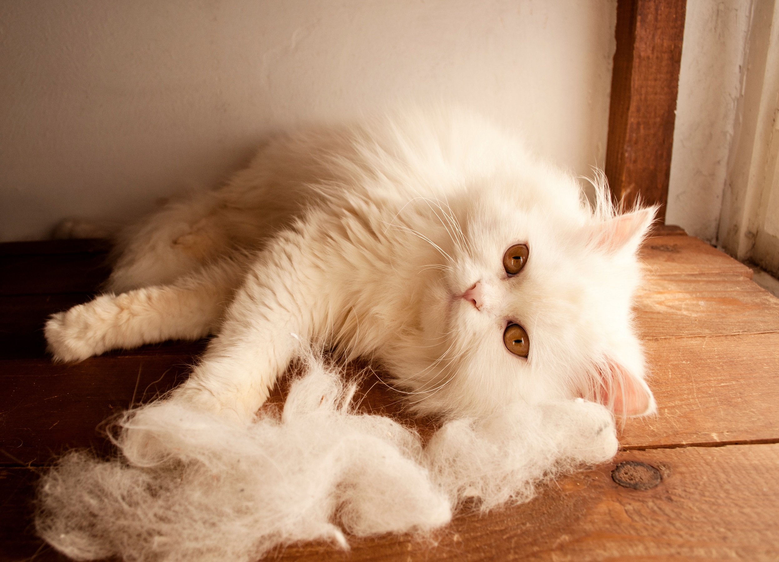5 Ways to Reduce Cat Shedding - All About Cats