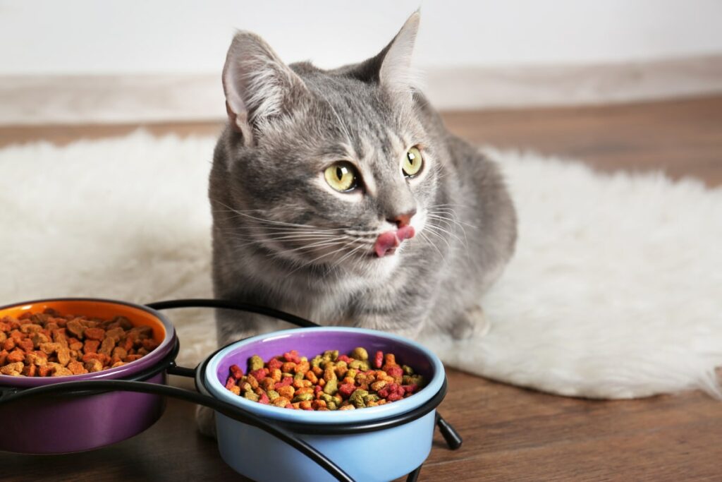 Should I Feed My Cat a Grain Free Diet?