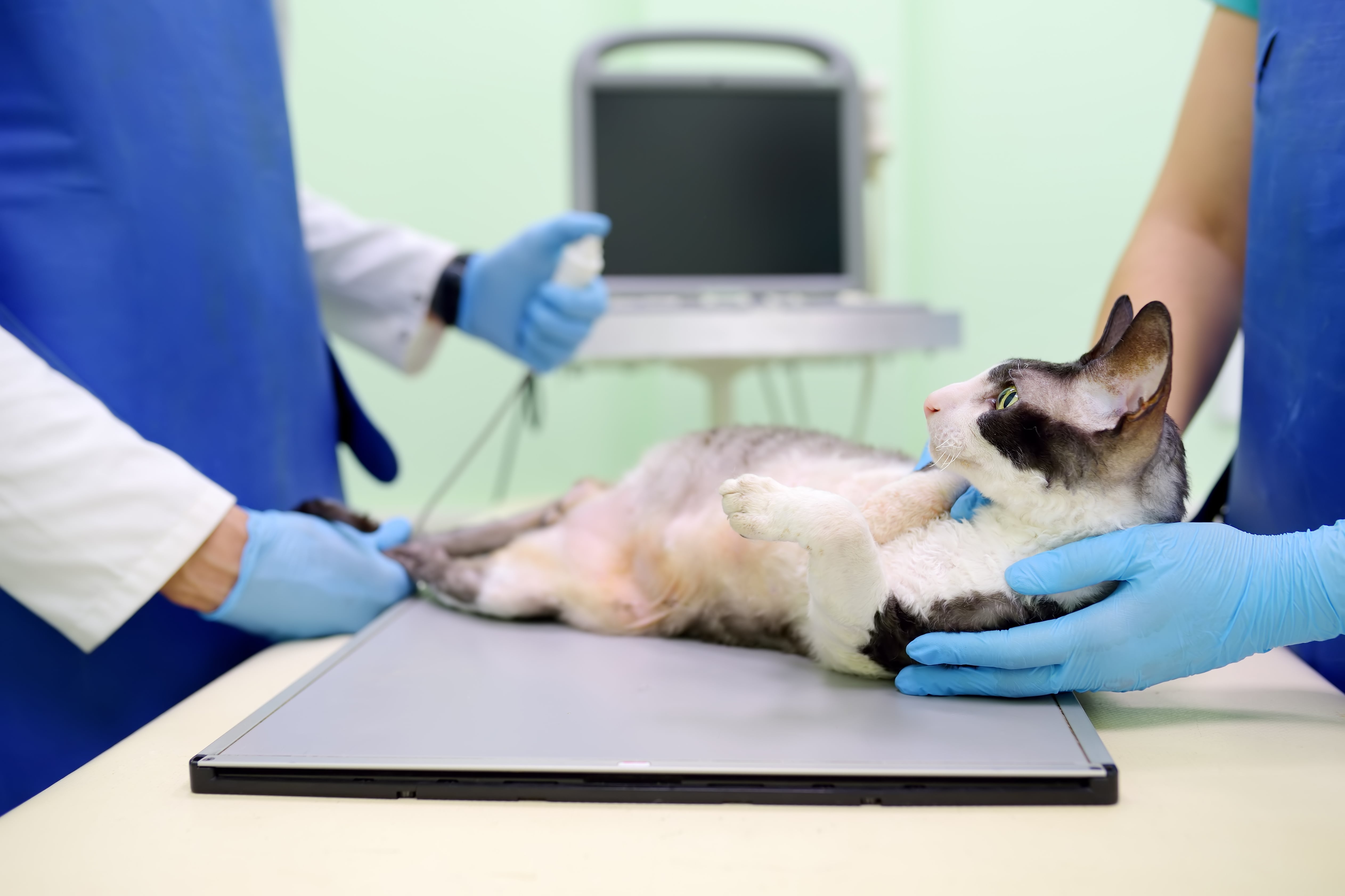What’s Wrong with My Cat? Benefits of Whole-Body Radiology