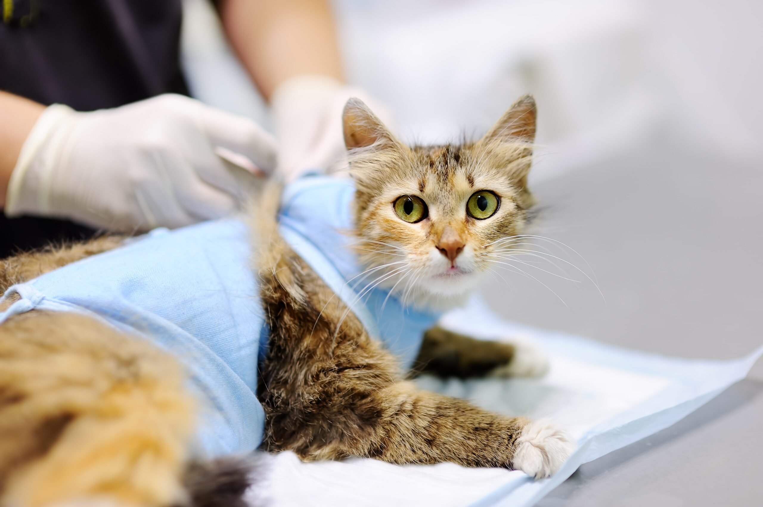 What to Know About Your Cat's Surgery