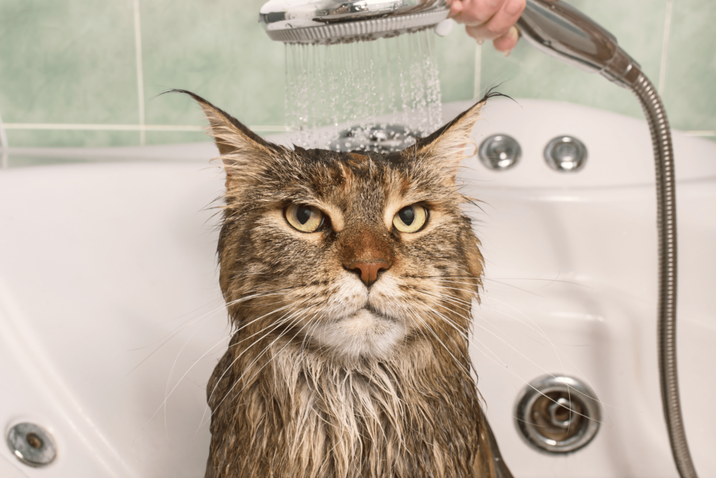 Why, Oh Why, Does My Cat Hate Water?