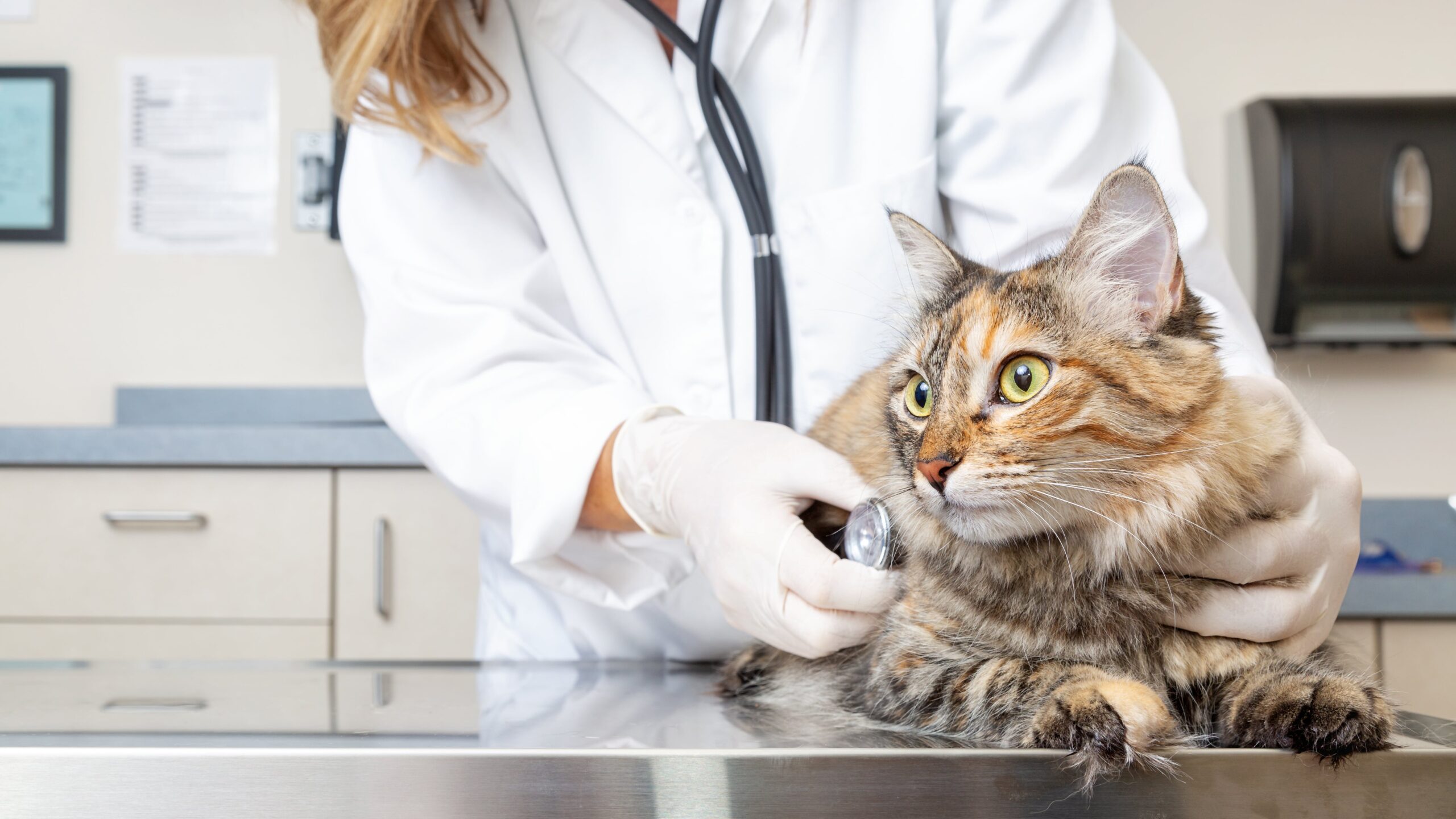 How Often Should My Cat Have a Health Check?
