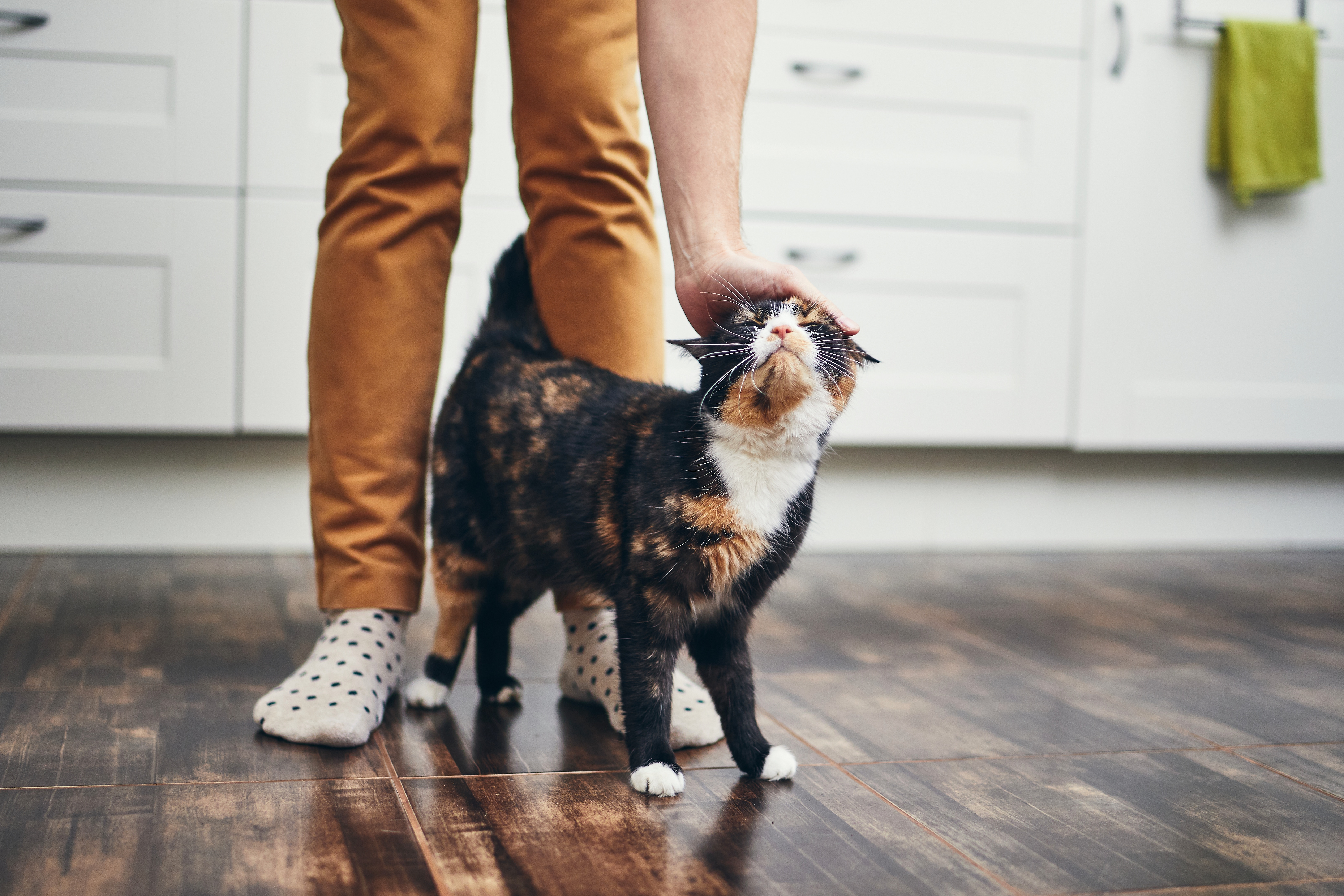 5 Tips for New Cat Owners
