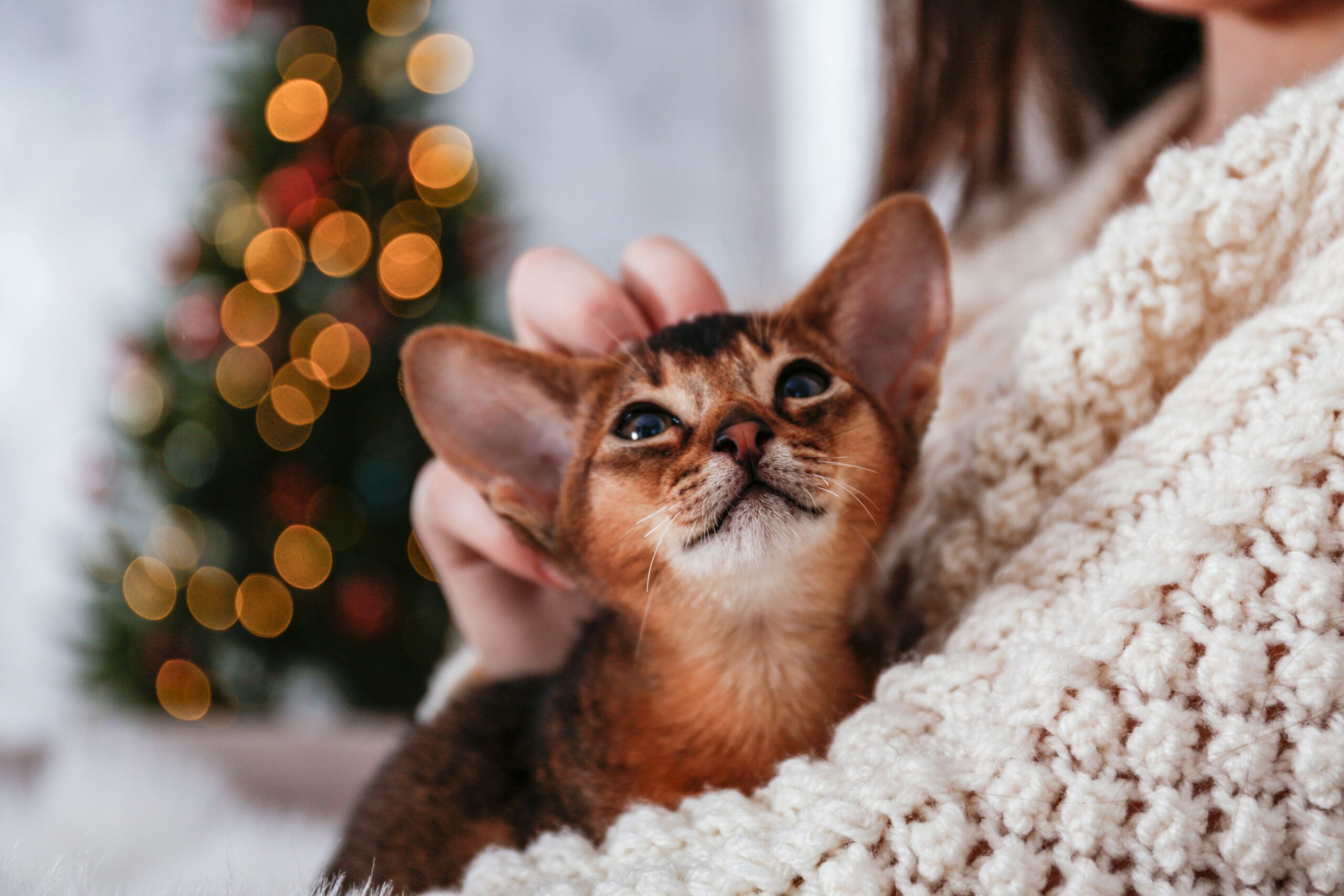Traveling for the Holidays? 6 Things to Do Before Leaving Your Cat