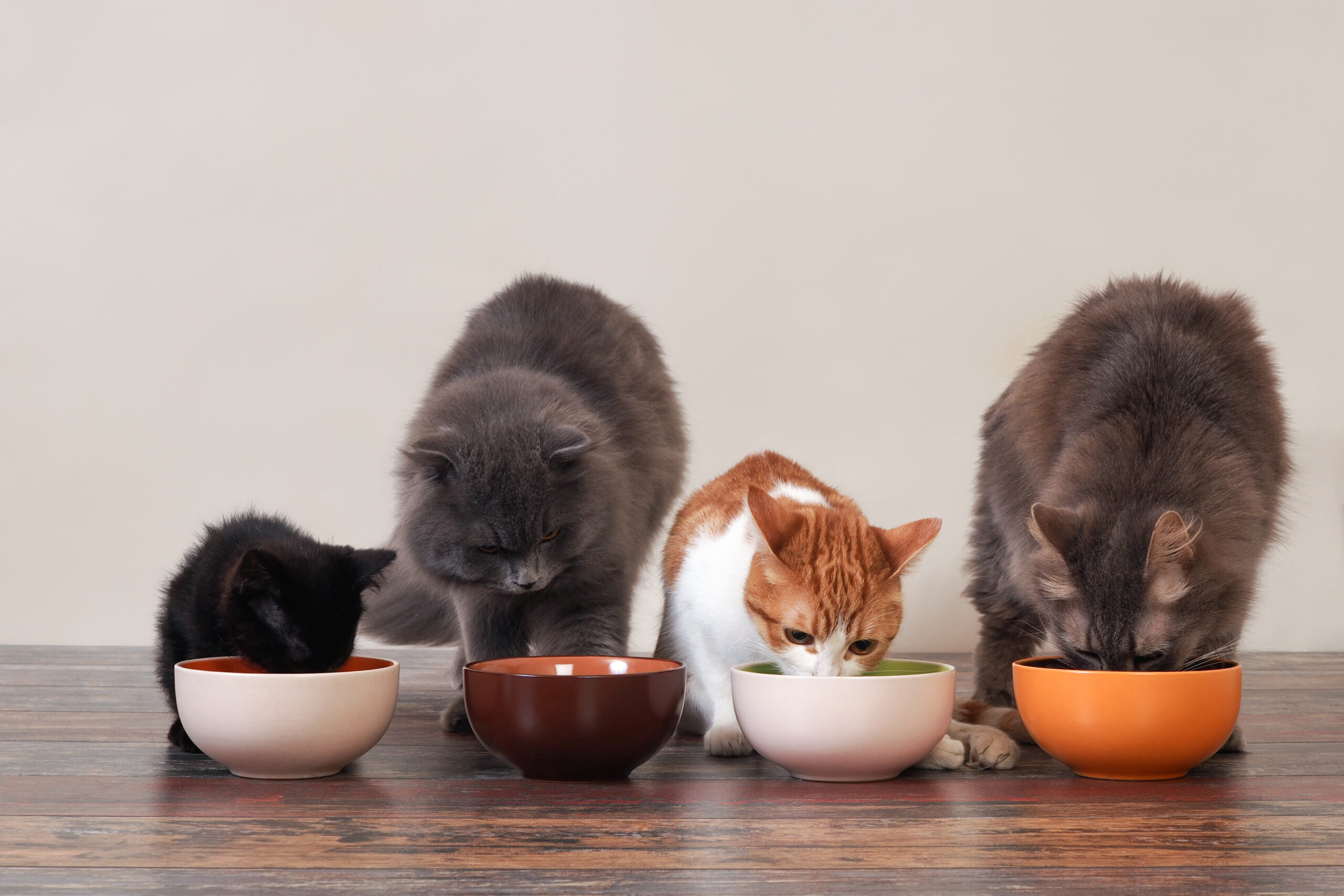 How to Feed Cats in a Multiple-Cat Household - All About Cats | Cat  Veterinary in Kirkland, WA, image size:2560x1707