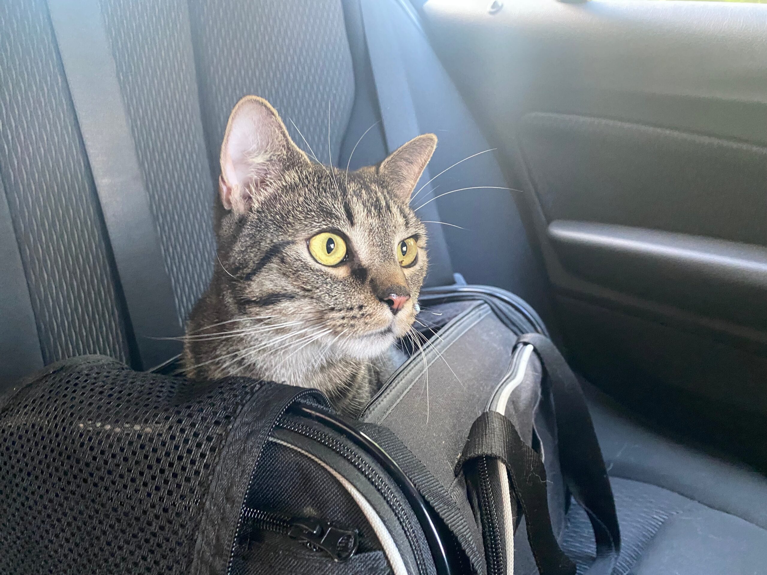 Cat Boarding, Air & Car Travel with Cats