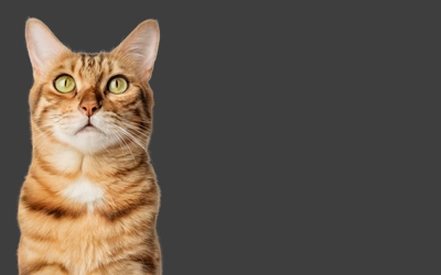 Portrait of a Bengal shorthair cat close-up
