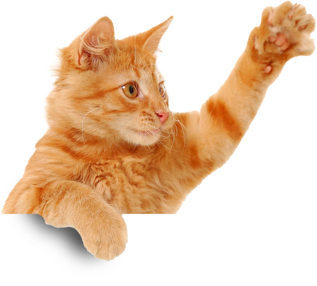adorable orange tabby cat raising it's paw in the air