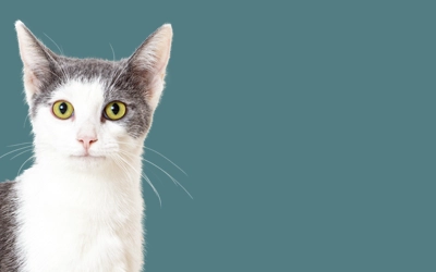 happy grey and white shorthair cat sitting