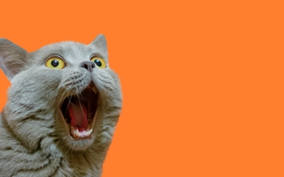 lilac british cat opening mouth as surprised on orange